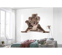 Komar NGX6-001 National Geographic Fleece Koala Size 300 x 280 cm Australia Bedroom Wallpaper Wall Decoration Animal Portrait Animal Picture Living Room Photo Wallpaper Brown White