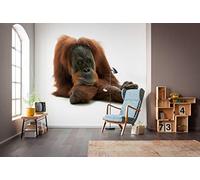 Komar NGX6-002 National Geographic Non-Woven Wallpaper Oran Uthan Size 300 x 280 cm Wall Decoration Animal Portrait Animal Picture Monkey Living Room Photo Wallpaper Brown White