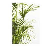 Komar Reed Leaves - Size: 50 x 70 cm Wall Picture Poster Art Print (without Frame) PURE Boutique