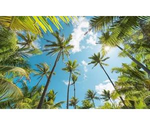Komar SHX9-108 Non-Woven Photo Wallpaper Coconut Heaven Design XXL Decoration Nature Landscape Bedroom Living Room Office Hallway 450 x 280 cm (Width x Height) Multi-Coloured