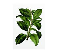 Komar Wall Mural | Elastica Tree | Plant Green Poster Picture Living Room Bedroom Decoration Art Print | Without Frame | P056-30x40 | Size: 30 x 40 cm (Width x Height)