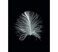 Komar Wall Picture | Feather Black | Poster for Living Room, Bedroom, Decoration, Art Print | without Frame | P121B - 40 x 50 cm | Size: 40 x 50 cm (Width x Height)