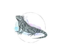 Komar Wall Picture | Iguana Watercolor | Poster Picture Living Room Bedroom Decoration Art Print | No Frame | P077B-50x70 | Size: 50x70 cm (Width x Height)