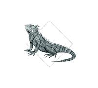 Komar Wall Picture | Iguana White | Poster Picture Living Room Bedroom Decoration Art Print | No Frame | P077A-50x70 | Size: 50x70 cm (Width x Height)