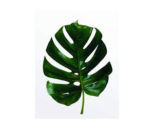 Komar Wall Picture | Monstera Leaf | Poster Picture Living Room Bedroom Decoration Art Print | No Frame | P057-40x50 | Size: 40x50 cm (Width x Height)