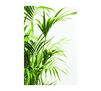 Komar Wall Picture Reed Leaves Poster Picture Living Room Bedroom Decoration Art Print Without Frame P062-50x70 Size 50 x 70 cm (Width x Height)