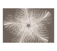 Komar XXL4-006 368 x 248 cm "Feather Star Federstern" Wallpaper Mural - Neutral (Pack of 4)