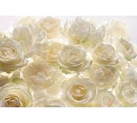 Komar XXL4-007 368 x 248 cm "Shalimar Ivory Roses Flower Floral" Wallpaper Mural - White/Off-White (Pack of 4)