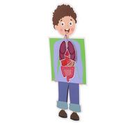 KOMBIUDA 2 Sets DIY Human Organ Model Kit for Educational Science Experiment Hands Anatomy Learning Aid for Interactive Organ Assembly Craft for Development