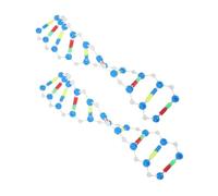 KOMBIUDA 2pcs Educational Dna Model Kit Double Helix Structure Assembly for Students Science Learning Teaching Biology Genetics Experiment Equipment