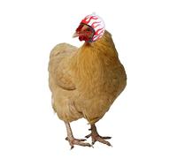 KOMBIUDA 3PCS Pet Chicken Helmet Funny Bird Headgear with Elastic Band Protective Plastic Hard Hat for Poultry Safety and Comfort Creative Costume Accessories for Pet Birds