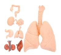 KOMBIUDA 8pcs Human Organ Models Realistic Brain Stomach Lung Heart Liver Kidney Anatomical Teaching Tools for Medical Students and Educational Display