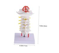KOMBIUDA Cervical Spine Model with Arteries PVC Medical Teaching Tool for Anatomy Study Smooth Surface Vertebral Column Simulation for Doctors Nurses Students Portable Display and Practice