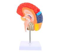 KOMBIUDA Human Brain Teaching Model with Color-coded Functional Zones Anatomical Display for Medical Education Science Class and Student Learning Aid