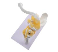 KOMBIUDA Human Shoulder Joint Model with Ligament PVC Human Skeleton Teaching Model for Medical Study Anatomy Classroom and Flexible Educational Tool
