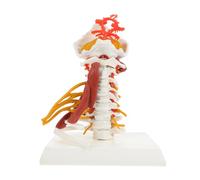 KOMBIUDA Medical Cervical Vertebra Model with Nerve and Vascular Structure, Anatomical Human Cervical Spine Teaching Model for Medical Education and Demonstration