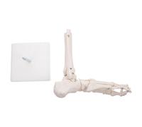 KOMBIUDA PVC Human Foot Joint Model Anatomical Foot Bone Skeleton for Medical Teaching and Study with Movable Toes Fixed Ankle Suitable for Schools Hospitals and Physical Health Education
