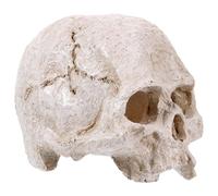 KOMBIUDA Resin Human Skull Model Realistic Skeleton Head Teaching Tool High Simulation Resin Material for Medical Study and Educational Display