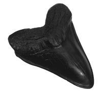 KOMBIUDA Resin Prehistoric Shark Tooth Decor with Realistic Detailing, Black Resin Exhibit Display Tooth Piece for Science Museum Display and Household Collection