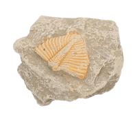 KOMBIUDA Trilobite Model for Educational Purposes and Party Use, Random Shape Sample to Enrich Students Knowledge and Develop Creativity