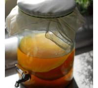 Kombuchaorganic (5 Litre) LARGE Certified Organic Kombucha Scooby with liquid starter 1 Class to UK Quality Assured Outstanding and Unique Quality Cultures