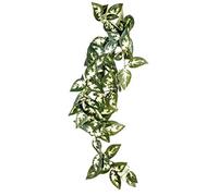 Komodo Borneo Hanging Vine, 23 cm