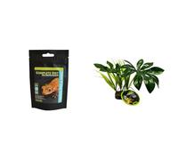Komodo Crested Gecko Bundle - Complete Diet Tropical Fruit & Insect 60g + Jungle Canopy Artificial Plant, Natural Habitat Decor for Terrariums & Vivariums