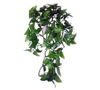 Komodo Philodendron Plant 30Cm