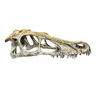 Komodo Raptor Skull, Small