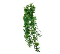 Komodo Split Philodendron Plant, 40 cm, Green