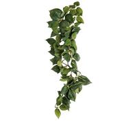 Komodo Sumatra Hanging Vine, 23 cm, Green