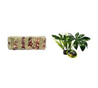 Komodo Tortoise Treat & Habitat Bundle - Vegetable Snack Bar High Fibre Protein-Rich Complementary Diet + Jungle Canopy Artificial Plant, Natural Decor for Terrariums & Vivariums