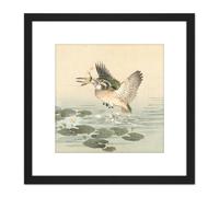 Kono Bairei Kingfisher Japan Woodblock 8X8 Inch Square Wooden Framed Wall Art Print Picture with Mount Artery8 Black One Size