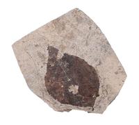 KONTONTY Natural Real Petrified Plant Specimen Fine Details for Education and Ornament, Unique Leaf Collection Suitable for Home or Bookcase Display Random Style
