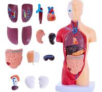 Koolenry Human Anatomy Study Models 15-Piece Removable 11-Inch Human Torso Anatomy Model with Internal Organs for Students