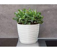 KORAD 3D Sahara Plant Pots with Matching Saucers. Decorative Planters with Drainage Holes for Indoor and Outdoor. Available in 7 Sizes and 8 Colours- (H 8.5 in(21.5 cm) - D 9 in(23 cm), Creamy White)