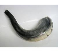 Kosher Shofar - Ram's Horn for Jewish holidays, natural Ram's horn for Yom Kippur and Rosh Hashanah