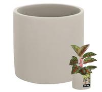 KOTARBAU® Flower Pot Ceramic Large Cylinder Grey 16 cm Diameter 15 cm Height 1.43 kg Indoor/Outdoor Mattes Concrete Look Planter