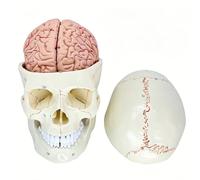 kowaku Medical Model Human Cranium Model Brain Model Teaching Aid With Separating Cranium Pieces Smooth PVC With Marked Landmarks suitable for classroom