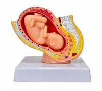 kowaku Model Educational Model Uterus Model Fetus Model Showing Nine Month Gestation Painted Structures PVC Build Suitable for Classroom Instruction Medical, Small Size 9-Month Pregnancy Model