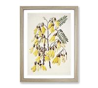 Kowhai Flowers By Sarah Featon Vintage Framed Print | A3 Oak Framed Wall Art | Ready to Hang | Classic Floral Picture | Living Room Bedroom Lounge Office