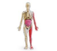 KQFCAZRE Glow-in-the-Dark Model Educational Glow in the Dark Skeleton Science Learning Aid, Glow-in-the-Dark Human Body Model DIY Kit
