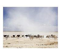 Krishnappa Dust Ostrich zebra Etosha Namibia Photo Art Print Canvas Premium Wall Decor Poster Mural