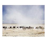 Krishnappa Dust Ostrich zebra Etosha Namibia Photo Unframed Wall Art Print Poster Home Decor Premium