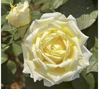'Kron Prinsesse Mary' Potted Rose - Scented Pale Yellow & Cream Ruffled Blooms - 4L Pot - Lovely Floribunda Rose