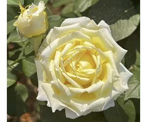 'Kron Prinsesse Mary' Potted Rose - Scented Pale Yellow & Cream Ruffled Blooms - 4L Pot - Lovely Floribunda Rose