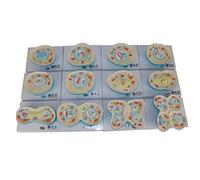 KRXSOBNV, 12 Parts Cell Structure Anatomical Model, Cell Structure Taxonomy Cell Division Stage Display for Biology Teaching,Anatomy Models