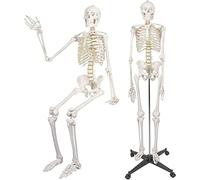 KRXSOBNV, 180cm/70.8" Life Size Medical Anatomical Skeleton, with Rolling Stand Halloween Decor Decorations for Anatomy Skeleton Medical Teaching Aids,Anatomy Models