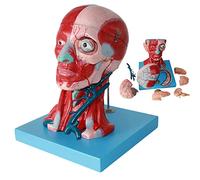 KRXSOBNV, Life Size Brain Model, Neck Muscle Vascular Nerve Head and Face Anatomical Model for Doctors Office Educational Tool,Anatomy Models