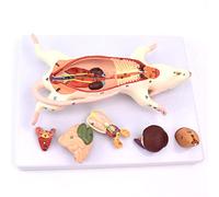 KRXSOBNV, The Anatomical Structure Model of Mouse Organs - The Appearance Observation and Internal Anatomy Model of Mice are Suitable for Medical Teaching,Anatomy Models